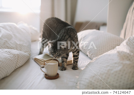 cute scottish straight grey tabby cat lying on bed and sleeping in soft morning light. 74124047