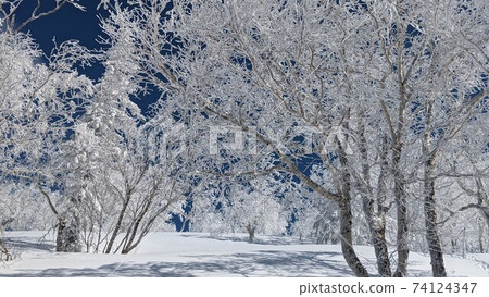 令人驚嘆的白霜樹木和藍天的夢幻世界 74124347