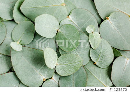 Background, Texture made of green eucalyptus leaves. Flat lay, top view 74125270