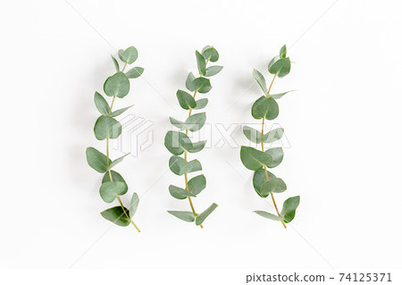 Green leaves eucalyptus isolated on white background. Green leaves eucalyptus isolated on white background. 74125371