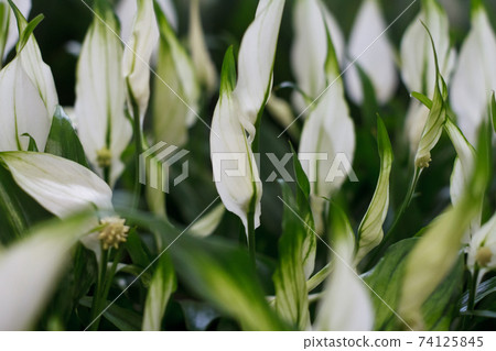 White spathiphyllum background, many spathiphyllum plants in flower shop window, selective focus White spathiphyllum background, many spathiphyllum plants in flower shop window, selective focus 74125845