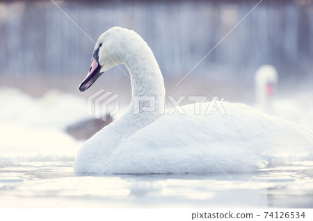 White swan close-up swims on a winter lake against the background of other swans. Winter background. 74126534
