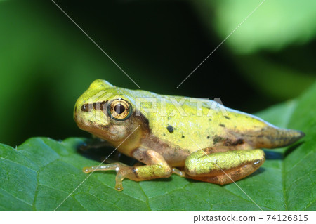 Juvenile Japanese frog youth Juvenile Japanese frog youth 74126815