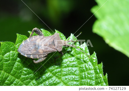 Hojoki bug 74127129