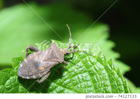 Hojoki bug 74127133