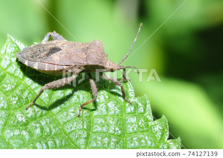 Hojoki bug 74127139