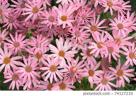 Pelicaris樹林Senecio Keika Pelicaris樹林Senecio Keika 74127210