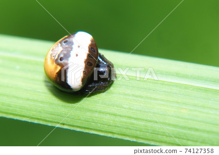 White obit Torino Fundamesi (female) 74127358