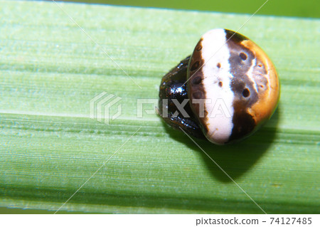 White obit Torino Fundamesi (female) 74127485