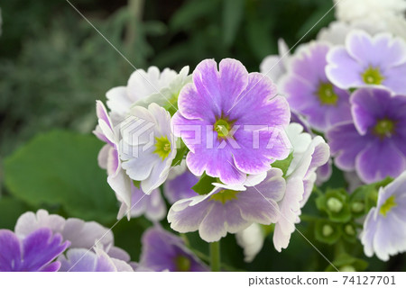 柯尼卡Utsuri紫色報春 74127701