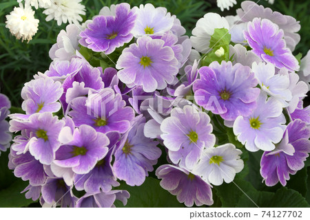 柯尼卡Utsuri紫色報春 74127702