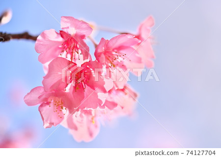 美麗的透明河津櫻花和天空 74127704