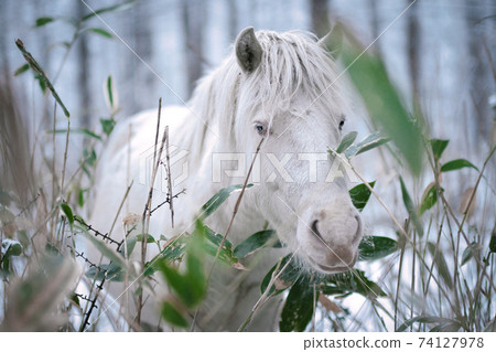 Forest Hokkaido Horse 74127978