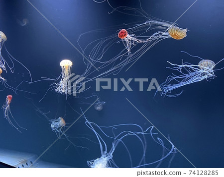 多個印尼海蕁麻游泳的水族館 多個印尼海蕁麻游泳的水族館 74128285