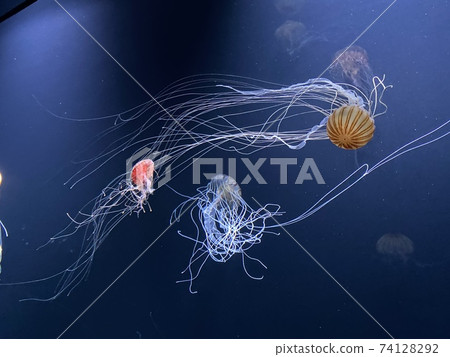 戲劇性的海洋生物,海月 戲劇性的海洋生物,海月 74128292