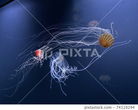 神奇的水母在水族館中流行 神奇的水母在水族館中流行 74128294