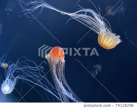 在水族館裡暢遊 在水族館裡暢遊 74128296