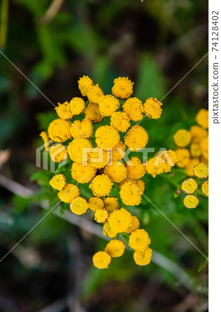 Tansy flower, Tanacetum vulgare, growing on Etna Volcano lava, Sicily Tansy flower, Tanacetum vulgare, growing on Etna Volcano lava, Sicily 74128402