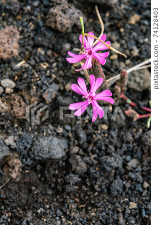 Colourful wild summer flowers growing on Etna Volcano lava, Sicily Colourful wild summer flowers growing on Etna Volcano lava, Sicily 74128403