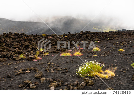 Mount Etna volcanic landscape and its typical vegetation, Sicily 74128416