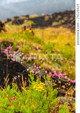 Mount Etna volcanic landscape and its typical summer vegetation Mount Etna volcanic landscape and its typical summer vegetation 74128425