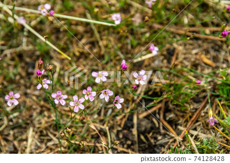Colourful wild summer flowers growing on Etna Volcano lava, Sicily Colourful wild summer flowers growing on Etna Volcano lava, Sicily 74128428