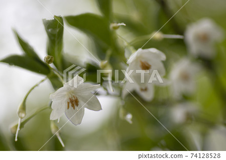 Styrax japonicum after the rain 74128528