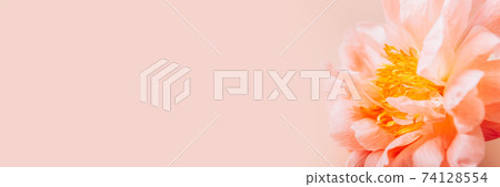 Pink Peony, simple elegance 74128554