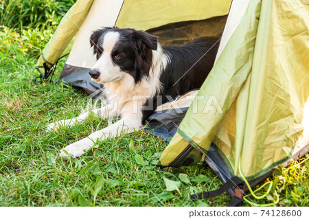 Outdoor portrait of cute funny puppy dog border collie lying down inside in camping tent. Pet travel adventure with dog companion. Guardian and camping protection. Trip tourism concept Outdoor portrait of cute funny puppy dog border collie lying down inside in camping tent. Pet travel adventure with dog companion. Guardian and camping protection. Trip tourism concept 74128600