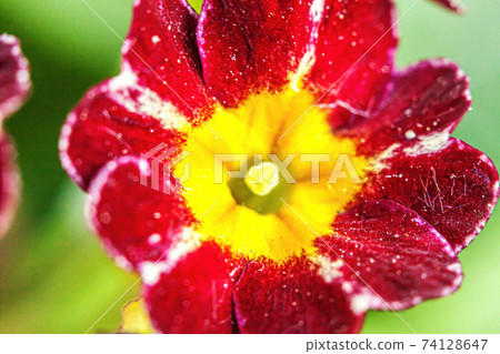 Beautiful wild Primrose Primula blossom flowers in spring time. Close up macro red flowers, selective focus, blurred bokeh background. Inspirational natural floral blooming summer garden or park. 74128647