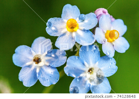 Beautiful wild forget-me-not Myosotis flower blossom flowers in spring time. Close up macro blue flowers with rain drops, selective focus. Inspirational natural floral blooming summer garden or park. 74128648
