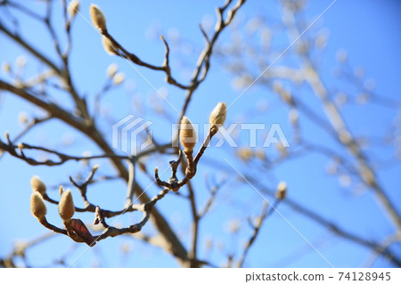 Fruit of Haku Mokuren Fruit of Haku Mokuren 74128945