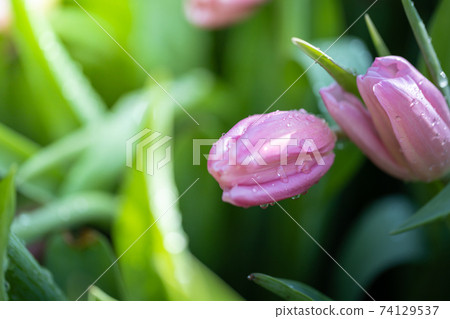 Beautiful bouquet of tulips. colorful tulips. nature background Beautiful bouquet of tulips. colorful tulips. nature background 74129537