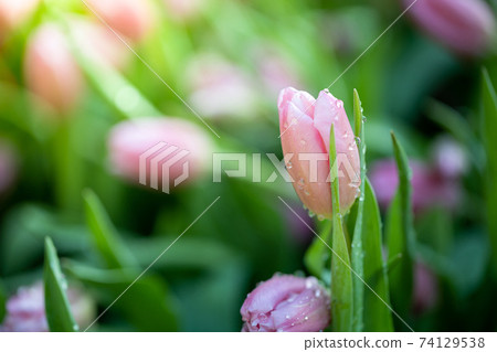 Beautiful bouquet of tulips. colorful tulips. nature background Beautiful bouquet of tulips. colorful tulips. nature background 74129538