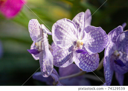 Beautiful blooming orchids in forest Beautiful blooming orchids in forest 74129539