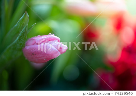 Beautiful bouquet of tulips. colorful tulips. nature background Beautiful bouquet of tulips. colorful tulips. nature background 74129540