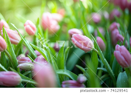 Beautiful bouquet of tulips. colorful tulips. nature background 74129541