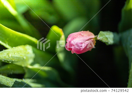 Beautiful bouquet of tulips. colorful tulips. nature background Beautiful bouquet of tulips. colorful tulips. nature background 74129542