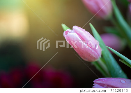 Beautiful bouquet of tulips. colorful tulips. nature background Beautiful bouquet of tulips. colorful tulips. nature background 74129543