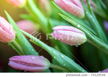 Beautiful bouquet of tulips. colorful tulips. nature background Beautiful bouquet of tulips. colorful tulips. nature background 74129544