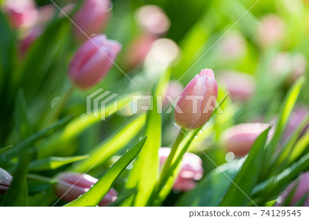 Beautiful bouquet of tulips. colorful tulips. nature background Beautiful bouquet of tulips. colorful tulips. nature background 74129545