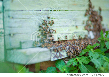 Plenty of bees at the entrance of beehive in apiary. Busy bees, close up view of the working bees. Wooden beehive and bees. Plenty of bees at the entrance of beehive in apiary. Busy bees, close up view of the working bees. Wooden beehive and bees. 74129779