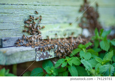 Plenty of bees at the entrance of beehive in apiary. Busy bees, close up view of the working bees. Wooden beehive and bees. Plenty of bees at the entrance of beehive in apiary. Busy bees, close up view of the working bees. Wooden beehive and bees. 74129781