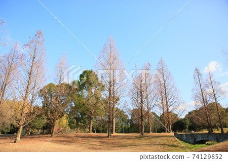 Winter park Metasequoia trees Winter park Metasequoia trees 74129852