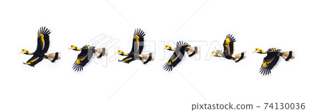 flying Great hornbill 74130036