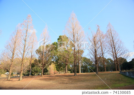 Winter park Metasequoia trees 74130085