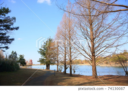 Winter park Metasequoia trees 74130087