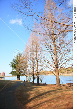 Winter park Metasequoia trees 74130090