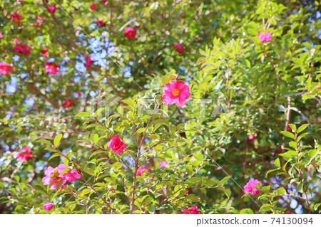 Sasanqua flowers 74130094