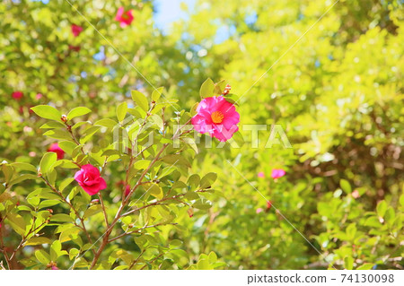 Sasanqua flowers Sasanqua flowers 74130098